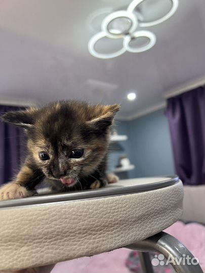 Шотладский вислоухий котенок