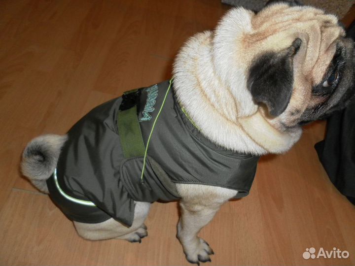 Одежда для животных