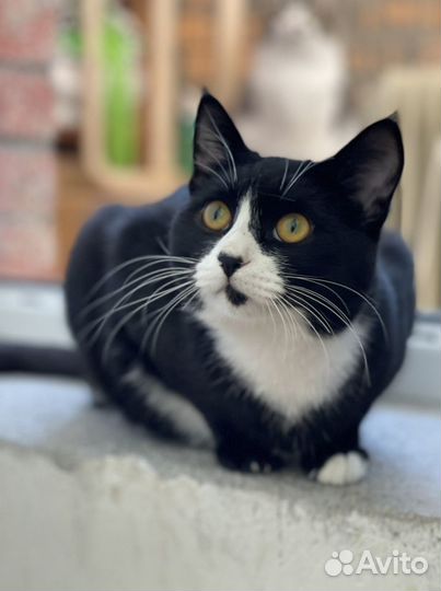 Маркизный котик Барсик