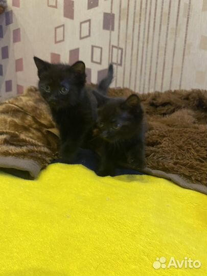 Отдам котят