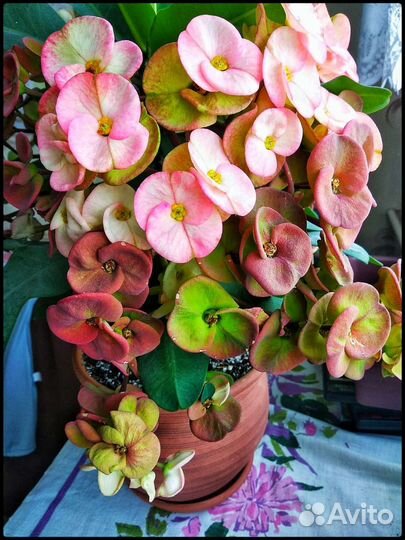 Эуфорбия, молочай Миля