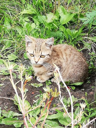 Котёнок ищет дом(котик)