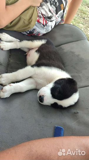 Среднеазиатская овчарка алабай щенки