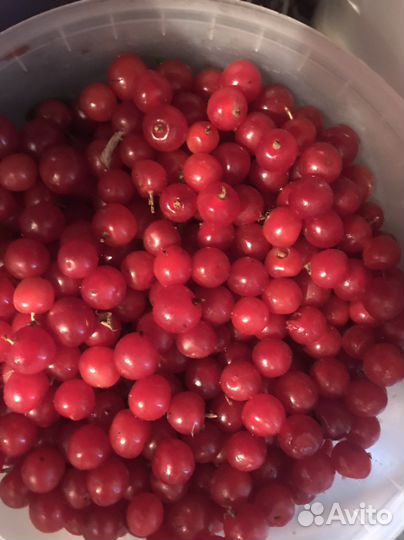Вишня ягода свежая