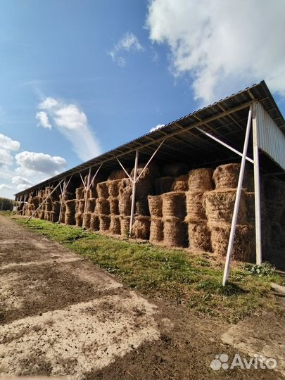 Продам сено