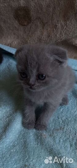Шотландские