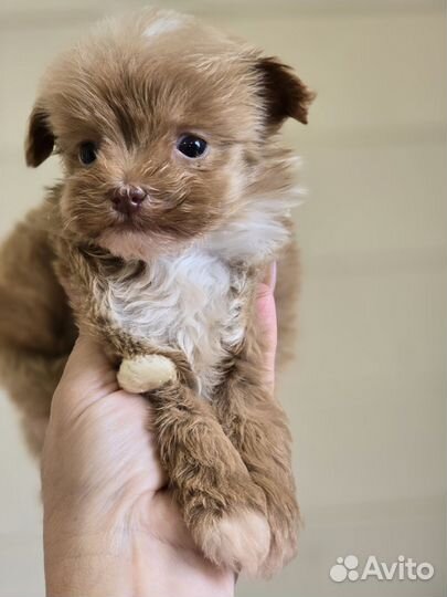 Мальтипу девочка микро корейский тип