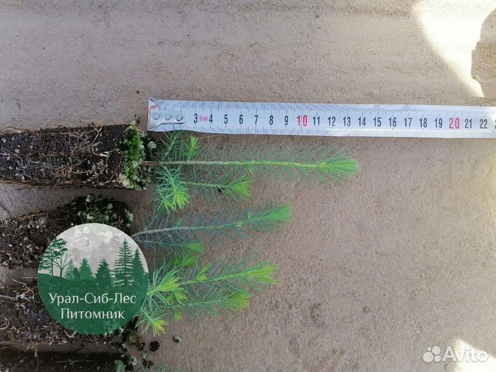 Сеянцы зкс Сосна окс Ель Лиственница Горная