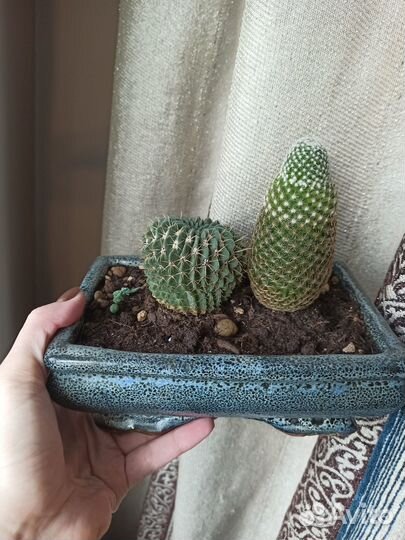 Кактусы, суккуленты, толстянка, седум