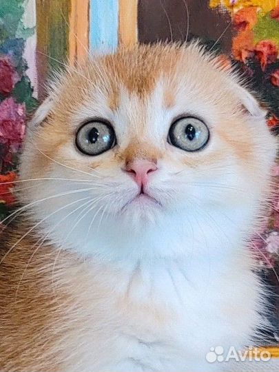 Шотландская золотая шиншилла