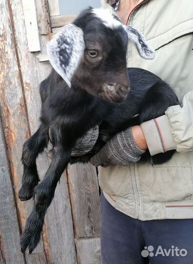 Коза нубийская