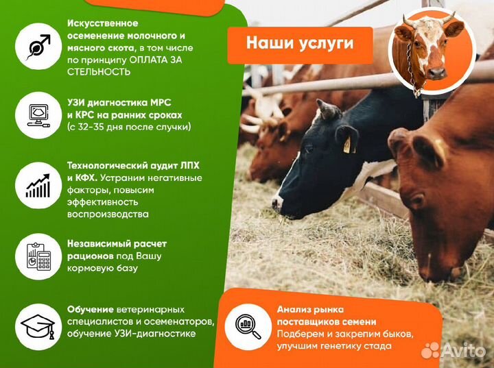 Осеменение коров и тёлок, узи в лпх, кфх