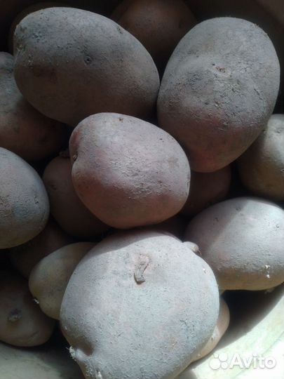 Картофель мешками. Мешок 4 ведра