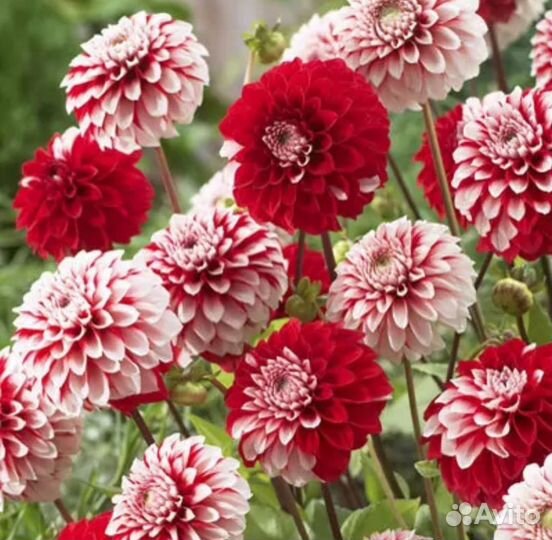 Георгины клубни