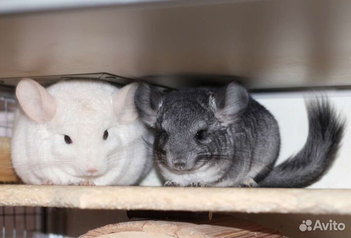 Шиншиллы разных окрасов
