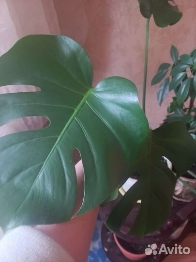 Домашние декоративнолистные растения