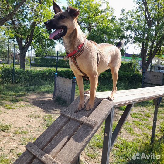 Терьер в дар