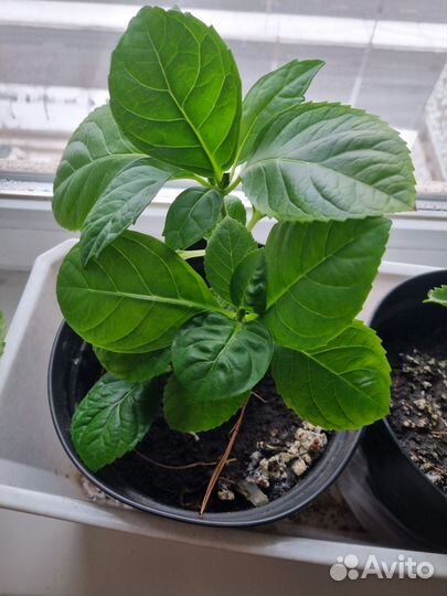 Гортензия крупнолистная