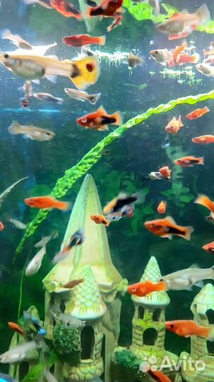 Аквариумные рыбки