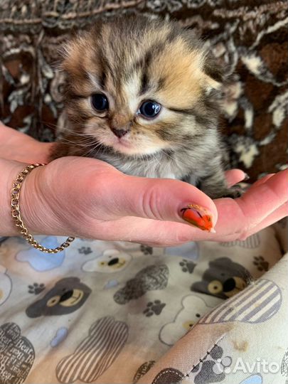 Шотландские котята