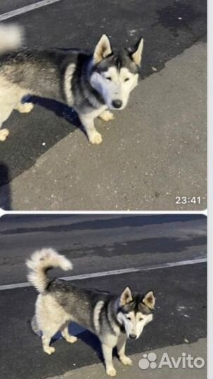 Сибирский хаски
