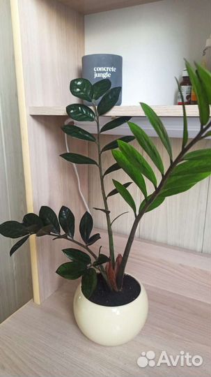 Замиокулькас черный равен