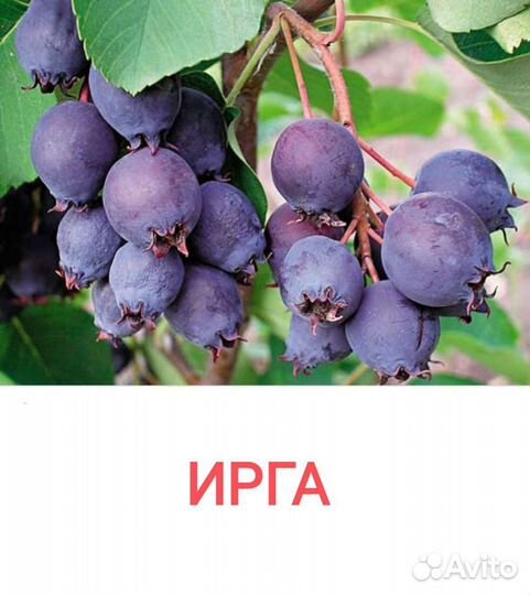 Облепиха, боярышник, ирга, черноплодная рябина