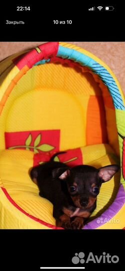 Чихуахуа девочка щенок