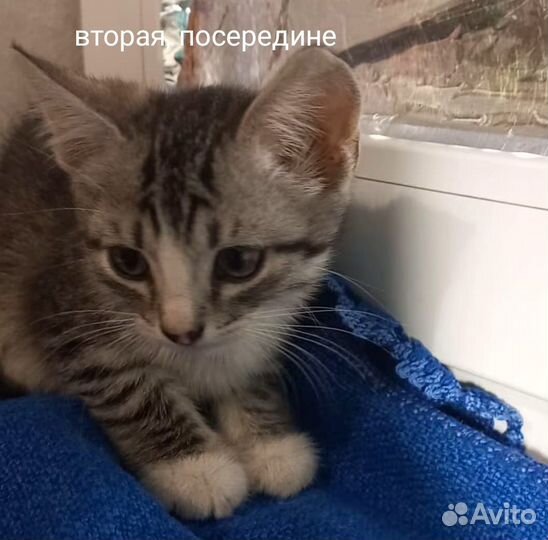 Котята в добрые руки