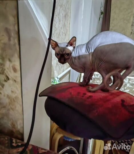 Канадский сфинкс