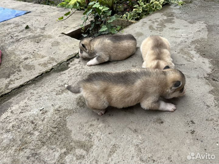 Щенки хаски