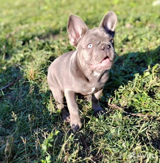 Лиловый мальчик с голубыми глазами Француз