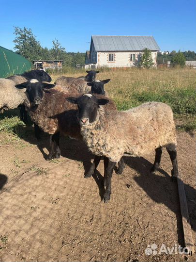 Продаю барана