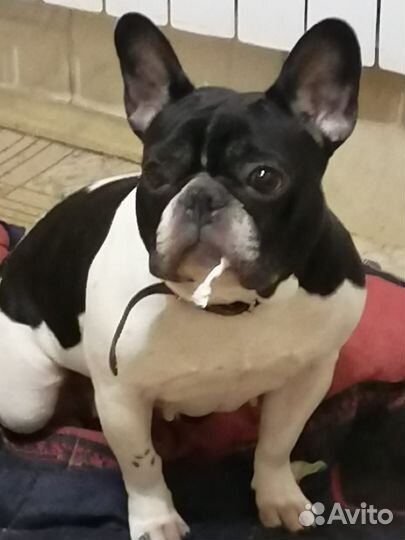 Передержка кошек, собак и других домашних животных