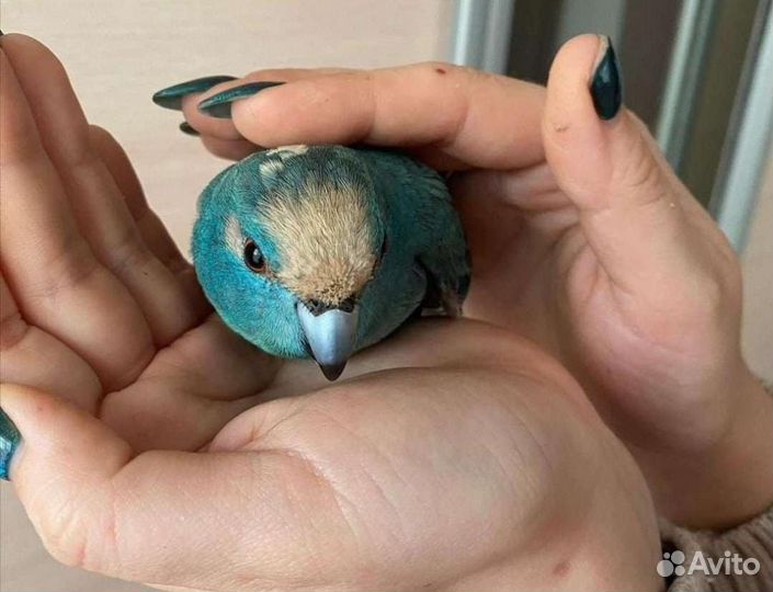 Попугай какарик