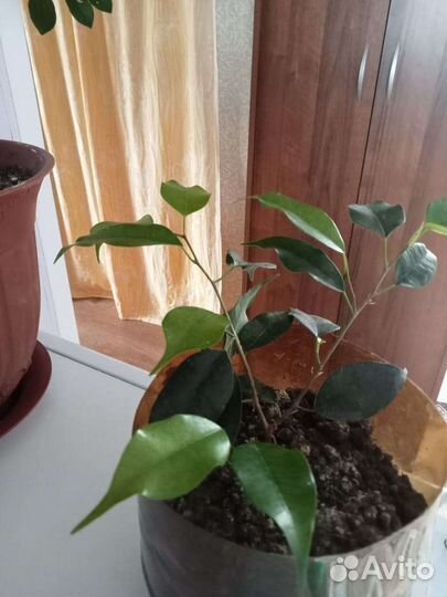 Продам цветы комнатные