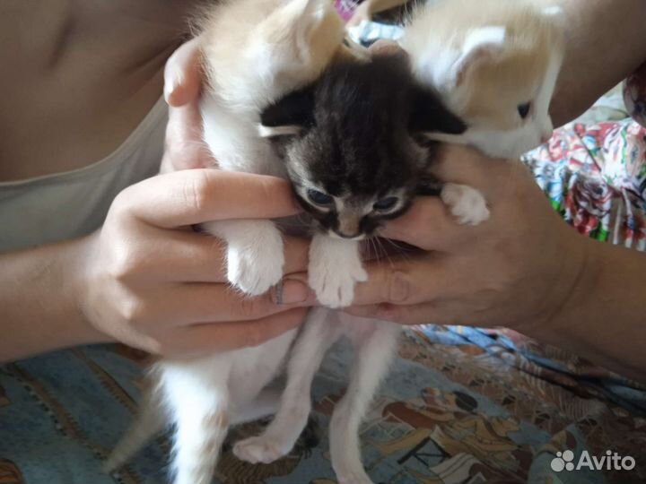 Котята в добрые руки мальчики