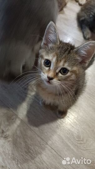 Кошка в дар