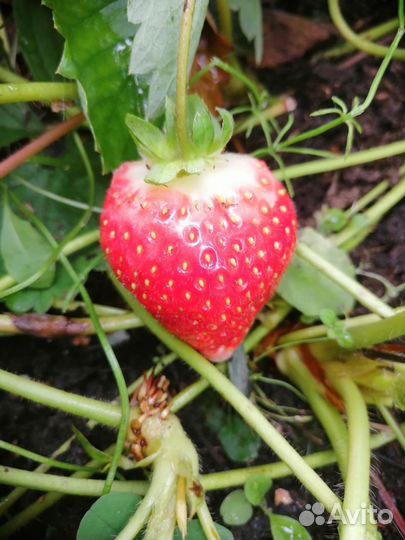 Усы клубники