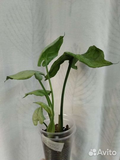 Сингониумы