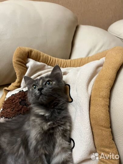 Отдам котенка в добрые руки