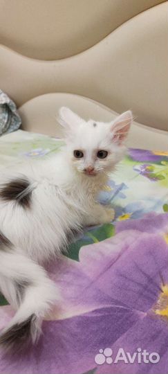 Белоснежный малыш с пару вкраплений