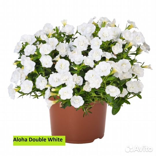 Укорененные черенки калибрахоа