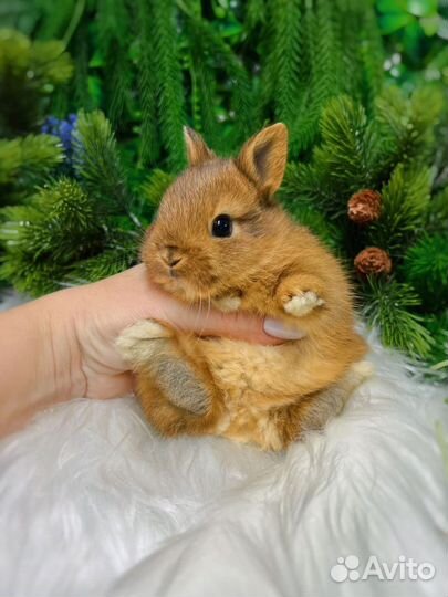 Кролики ручные Царские