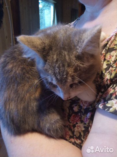 Котёнок (девочка)