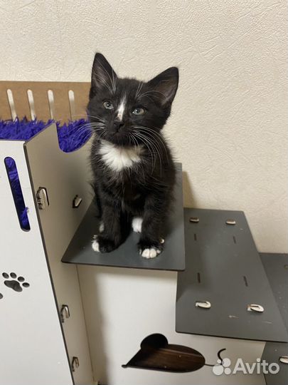 Котенок мальчик 2 месяца