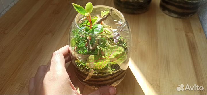 Флорариум 500 мл