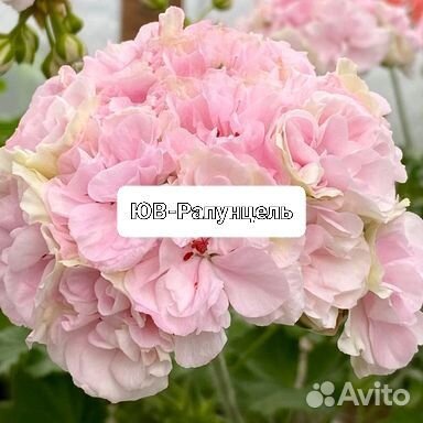 Черенки сортовых пеларгоний