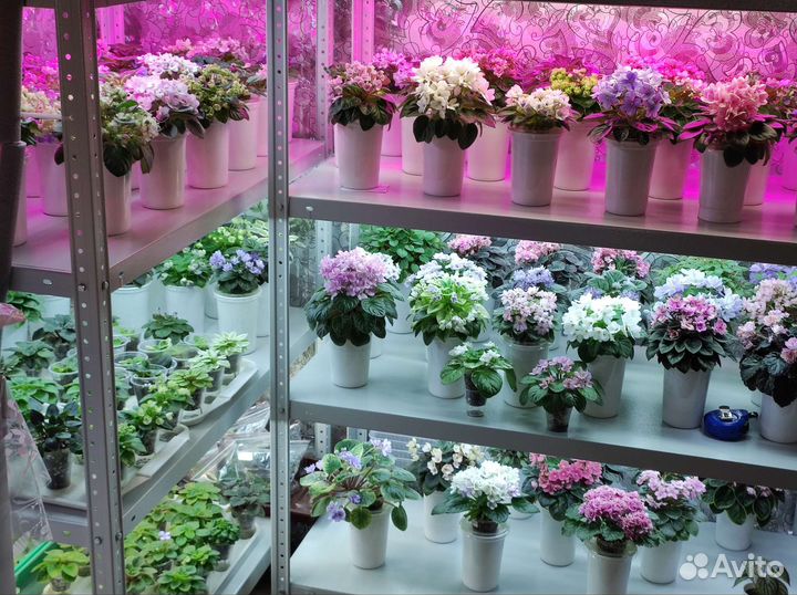 Цветущие фиалки мини-полумини