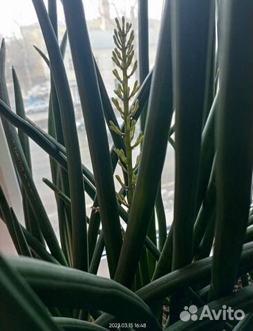 Сансевиерия цилиндрическая